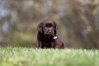 Labrador Retriever puppy