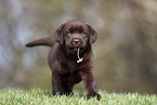 Labrador Retriever puppy