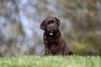 Labrador Retriever puppy