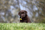 Labrador Retriever puppy