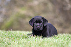 Labrador Retriever puppy