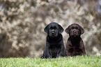 Labrador Retriever puppy