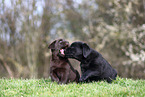 Labrador Retriever puppy