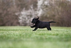 Labrador Retriever puppy