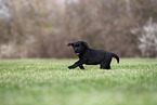 Labrador Retriever puppy