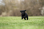 Labrador Retriever puppy