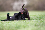 Labrador Retriever puppy