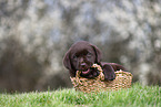 Labrador Retriever puppy