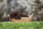 Labrador Retriever puppy