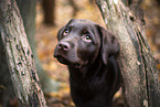 Labrador Retriever Puppy