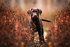 Labrador Retriever Puppy