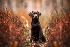 Labrador Retriever Puppy