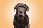 brown Labrador Retriever