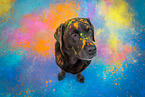 brown Labrador Retriever