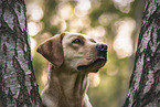 female Labrador Retriever