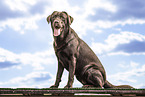 Labrador Retriever