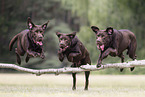 Labrador Retrievers