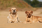 2 Labrador Retriever