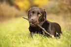 Labrador Retriever