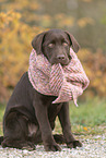 Labrador Retriever Puppy