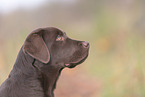 Labrador Retriever Puppy