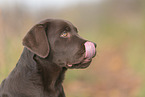 Labrador Retriever Puppy