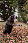 Labrador Retriever