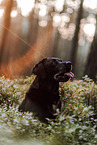 Labrador Retriever