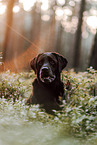 Labrador Retriever