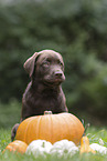 Labrador Retriever Puppy