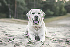 male Labrador Retriever