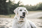 male Labrador Retriever