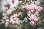 male Labrador Retriever