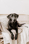 female Labrador Retriever