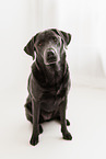 female Labrador Retriever