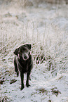 female Labrador Retriever