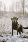 female Labrador Retriever