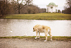 Labrador Retriever