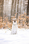 Labrador Retriever