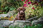 Labrador Retriever Puppy