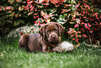 Labrador Retriever Puppy