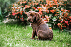 Labrador Retriever Puppy