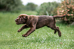 Labrador Retriever Puppy