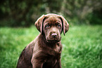 Labrador Retriever Puppy