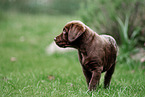 Labrador Retriever Puppy