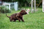 Labrador Retriever Puppy