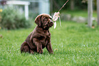 Labrador Retriever Puppy