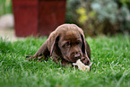 Labrador Retriever Puppy