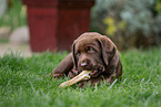 Labrador Retriever Puppy