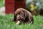 Labrador Retriever Puppy